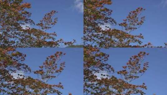 蓝天下放大的树叶景观高清在线视频素材下载