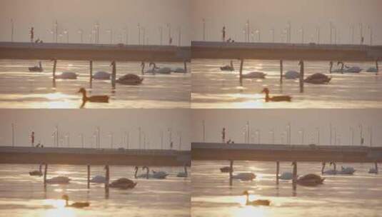 天鹅在湖水中游泳高清在线视频素材下载