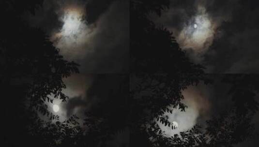 月亮树林剪影高清在线视频素材下载