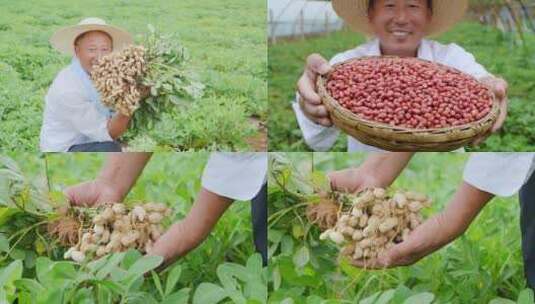 花生产地高清在线视频素材下载