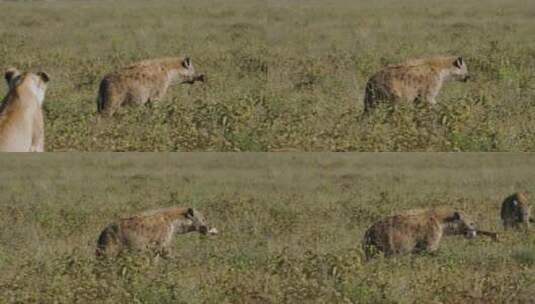 草地上的鬣狗特写高清在线视频素材下载