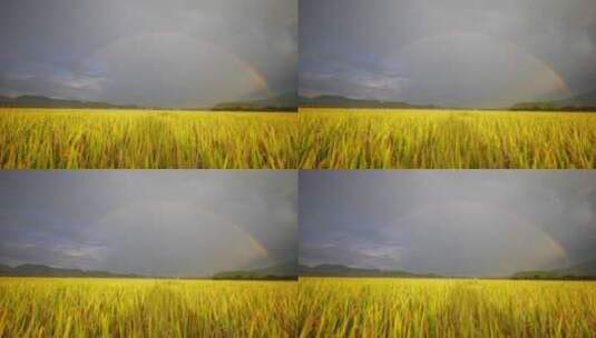 雨后金黄稻田中的彩虹高清在线视频素材下载