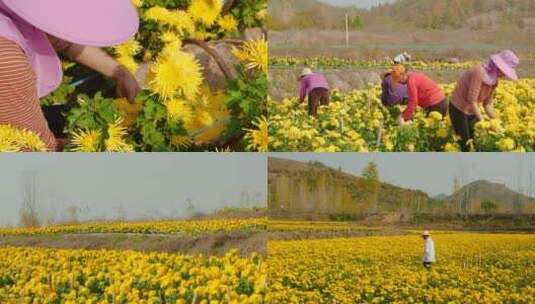 菊花产地高清在线视频素材下载