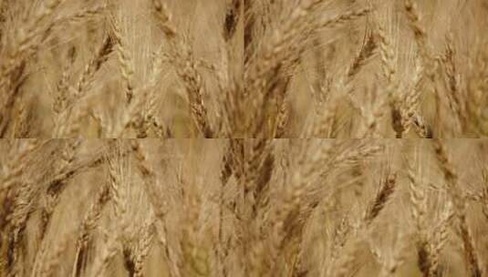 优质小麦成熟可以丰收了高清在线视频素材下载
