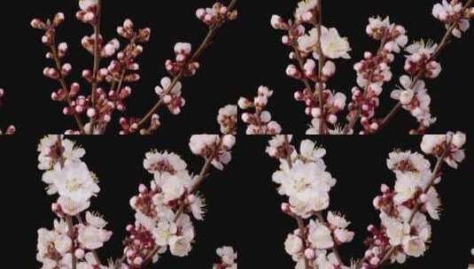 粉红色樱花延时创意拍摄4K花枝高清在线视频素材下载