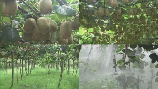 猕猴桃 有机猕猴桃 猕猴桃种植高清在线视频素材下载