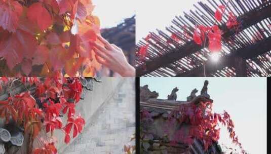 秋日红叶合集高清在线视频素材下载