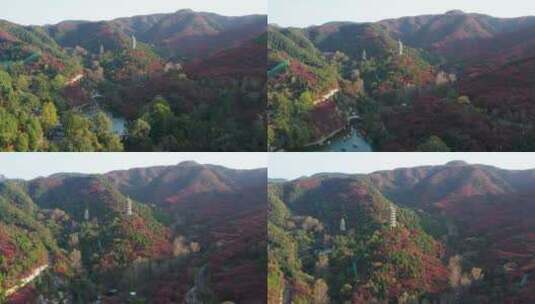 山东济南红叶谷秋季红叶高清在线视频素材下载
