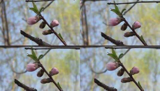 春天盛开的花朵微距镜头高清在线视频素材下载