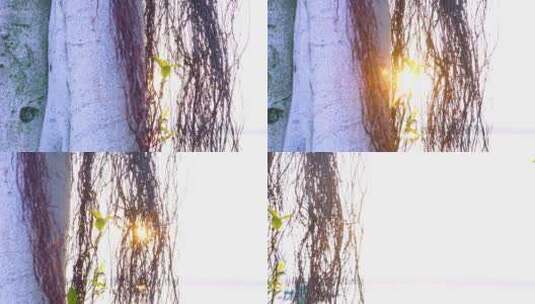 唯美写意画面树干藤蔓之间的光芒高清在线视频素材下载