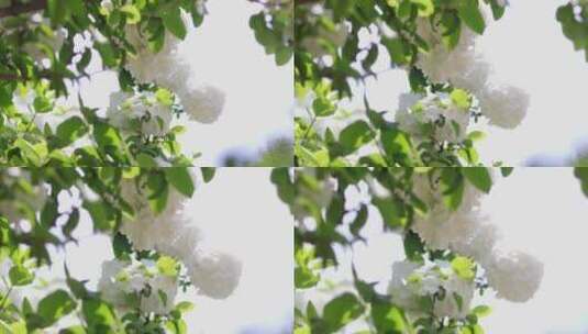 春天绣球花开高清在线视频素材下载