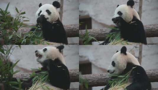 大熊猫吃竹子国宝熊猫大熊猫吃竹子黑白动物高清在线视频素材下载
