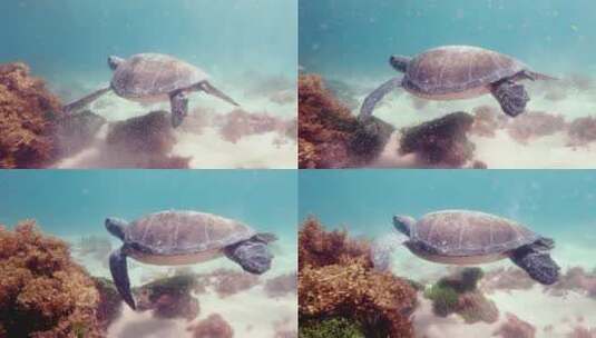 水摄游泳的海龟高清在线视频素材下载