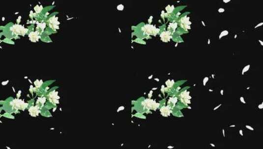 茉莉花花瓣飞舞透明通道高清在线视频素材下载