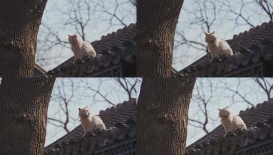 北京四合院胡同屋顶小猫流浪猫高清在线视频素材下载