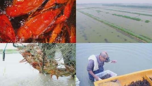 龙虾养殖高清在线视频素材下载