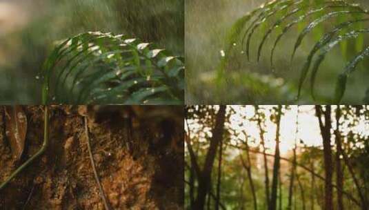 森林树林下太阳雨，雨水滋润土壤视频素材高清在线视频素材下载