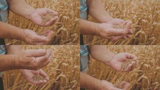 农民手中的麦粒高清在线视频素材下载