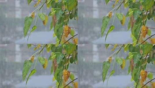 春天雨季雨水雨景树叶雨滴高清在线视频素材下载