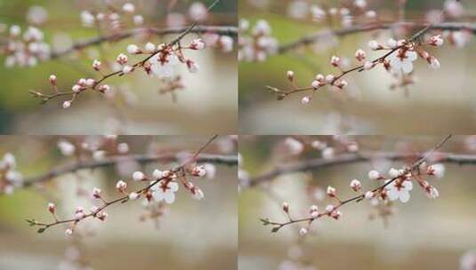 早春桃花枝盛开意境特写高清在线视频素材下载