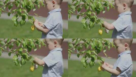 复活节装饰品小孩男孩在树上挂黄色复活节彩蛋高清在线视频素材下载