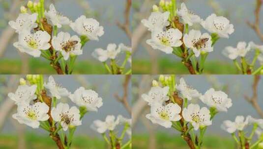 蜜蜂采花蜜梨花春暖花开鸟语花香高清在线视频素材下载