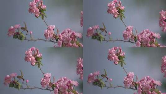 济南五龙潭垂丝海棠盛开，粉红花瓣景色宜人高清在线视频素材下载