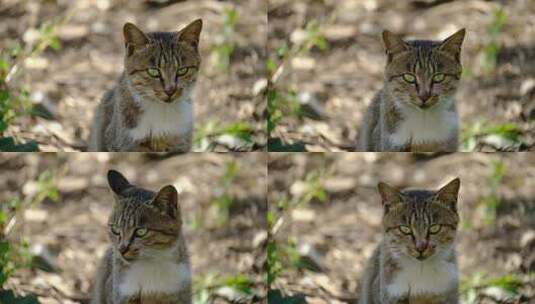 可爱猫咪4K实拍镜头高清在线视频素材下载