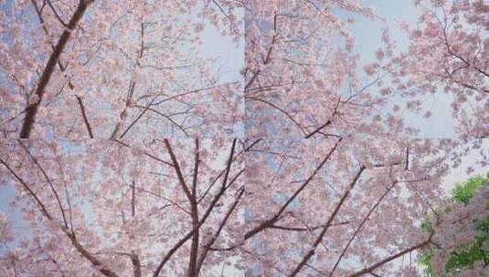 樱花盛开的季节高清在线视频素材下载