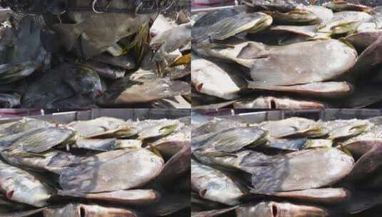 渔村渔港渔民装卸海鱼高清在线视频素材下载