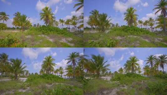 热带棕榈树林高清在线视频素材下载