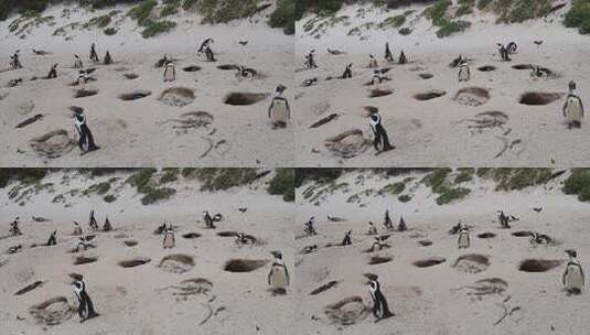 南非海滩沙滩洞穴中的非洲企鹅巢穴高清在线视频素材下载