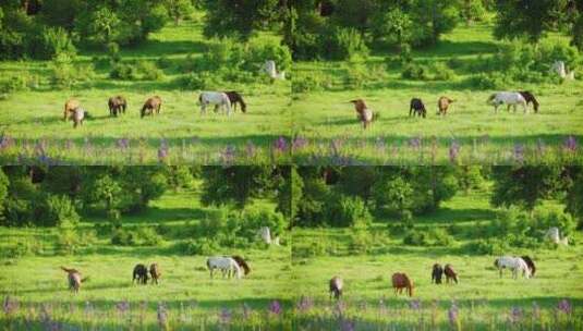 阳光牧场草原马匹吃草明媚夏季高清在线视频素材下载