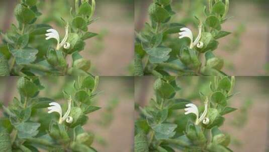 金银花 种植 加工 收获 农业 三农 农村振兴 药材 中药种植 金银花加工 金银花种植 (4)高清在线视频素材下载