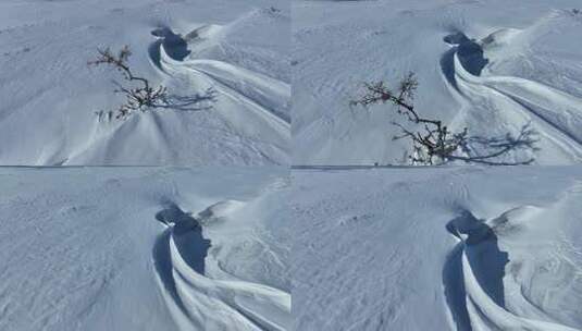 北方冬季寒冷雪地上生长的一颗孤树高清在线视频素材下载