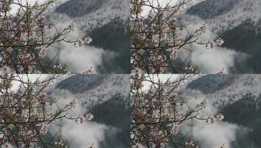 西藏桃花盛开背景雪山高清在线视频素材下载