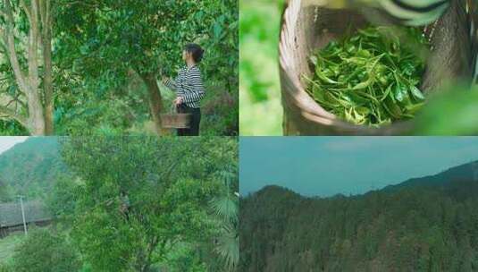 古茶素材茶山采茶茶红茶绿茶春茶茶叶茶高清在线视频素材下载