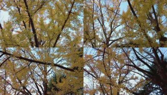 秋天的树木高清在线视频素材下载