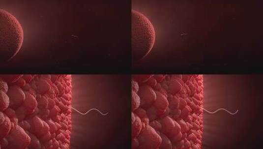 受精卵受精动画演绎展示高清在线视频素材下载