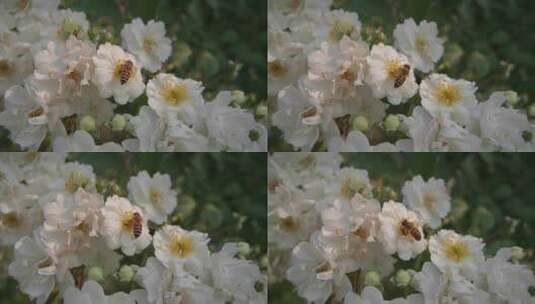 鲜花盛开蜜蜂采蜜高清在线视频素材下载