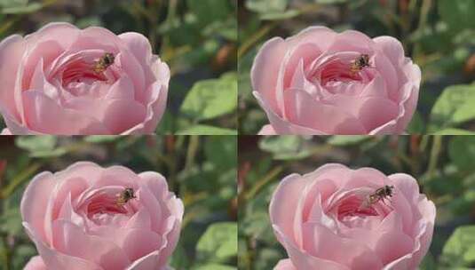 瑞典女王月季花花朵特写高清在线视频素材下载