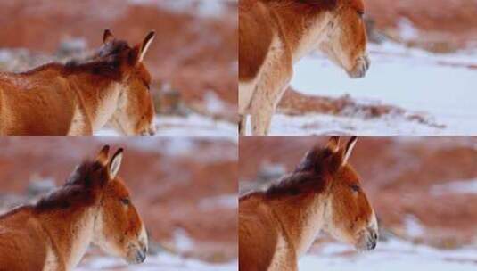 高清实拍野生动物野驴子高清在线视频素材下载