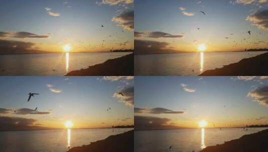 唯美日落海面上飞翔的海鸟、飞鸟、海鸥高清在线视频素材下载