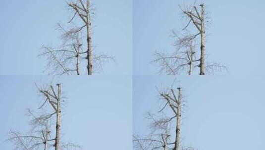 自然生长的树木树枝高清在线视频素材下载