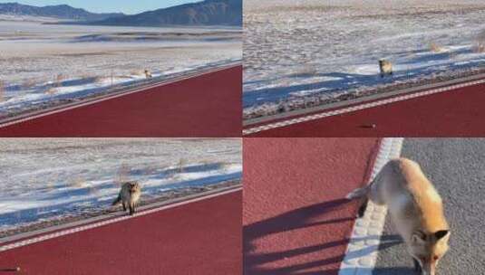 雪山 远处向镜头跑来的小狐狸高清在线视频素材下载