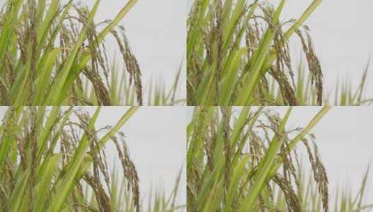 水稻麦穗在风中轻轻摇摆高清在线视频素材下载