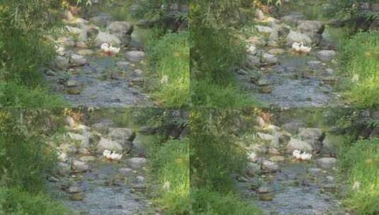 鸭子 放养 生态 自然 小溪 流水 健康高清在线视频素材下载