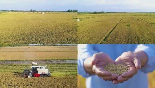 水稻成熟 水稻收割高清在线视频素材下载