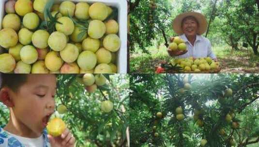 李子种植基地高清在线视频素材下载