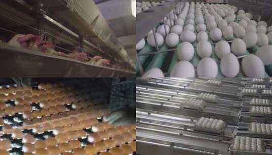养鸡场养殖业鸡蛋生产实拍视频高清在线视频素材下载